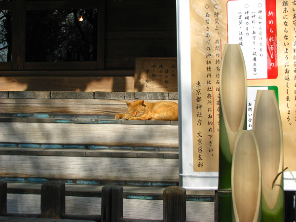 ネコの日向ぼっこ☆白山神社