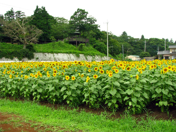 ひまわり畑あけぼの山農業公園☆千葉県柏市布施