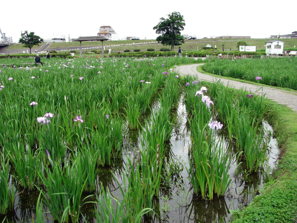 菖蒲☆葛飾区小岩菖蒲園