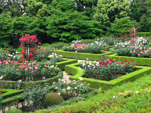 旧古河庭園　薔薇☆北区西ヶ原