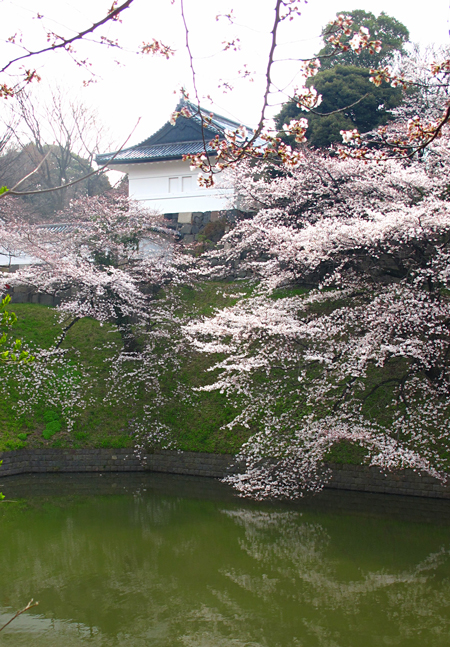 千鳥が淵の桜