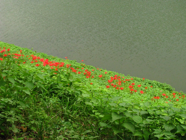 彼岸花曼珠沙華☆半蔵濠から桜田濠まで