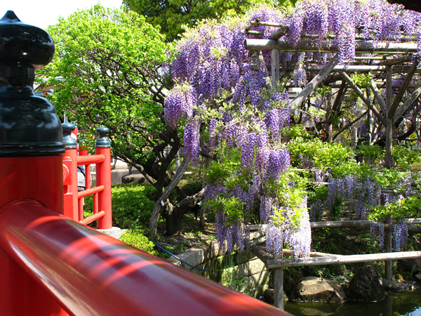 藤☆亀戸天神