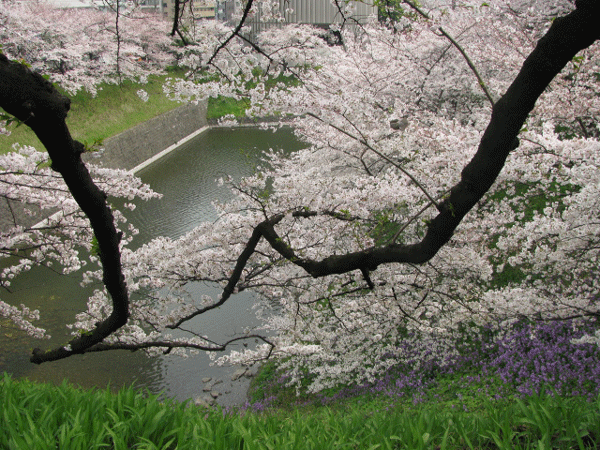 桜めぐり　北の丸公園