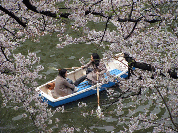 桜めぐり　千鳥ヶ淵