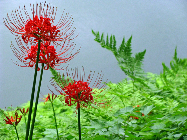 彼岸花曼珠沙華☆半蔵濠から桜田濠まで