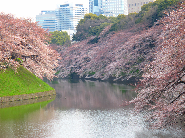 千鳥が淵の桜