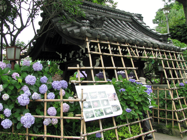 あじさいめぐり白山神社☆文京区白山