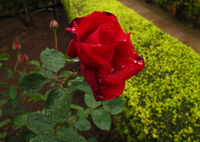 薔薇の雫☆旧古河庭園