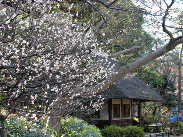 花　梅　小石川後楽園