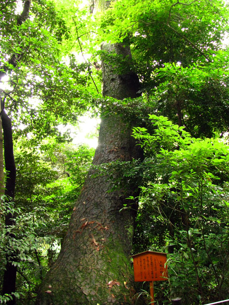 自然教育園　大蛇の松☆港区白金台