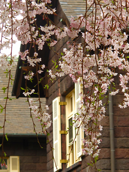 枝垂桜☆旧古河庭園