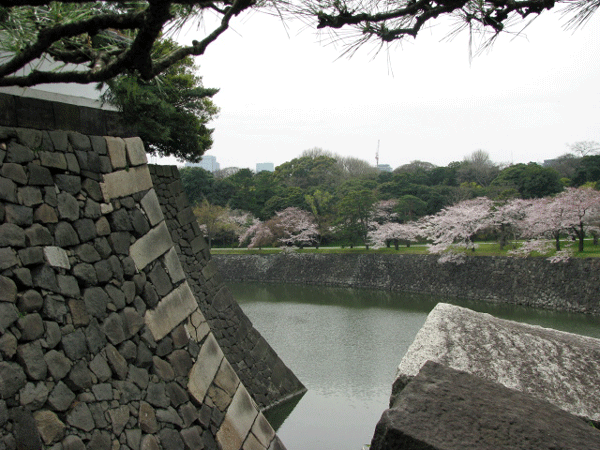 桜めぐり　北桔橋門入り口前から