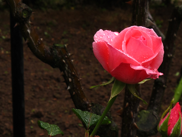 薔薇の雫☆旧古河庭園