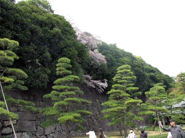 皇居東御苑　桜と松