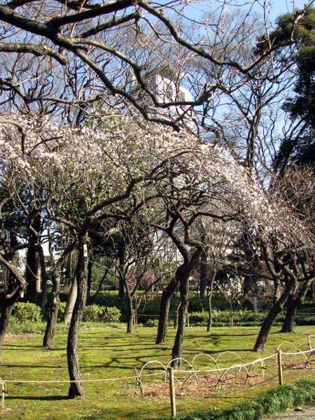 花　梅　小石川後楽園