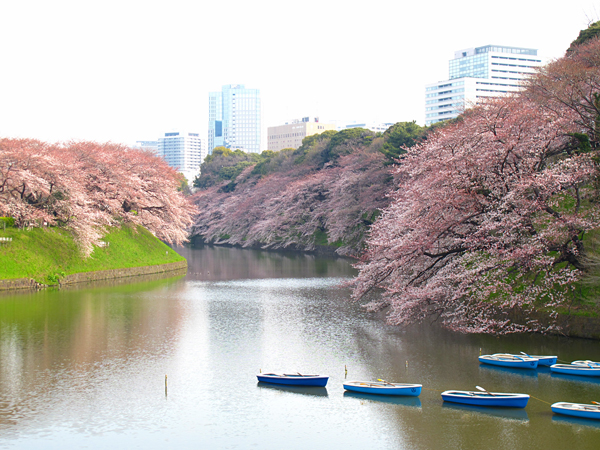 千鳥が淵の桜