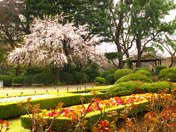 枝垂桜☆旧古河庭園