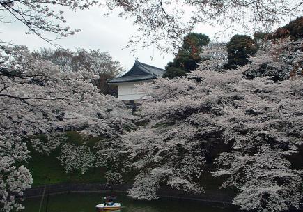 千鳥ケ淵桜.jpg