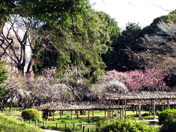 花　梅　小石川後楽園