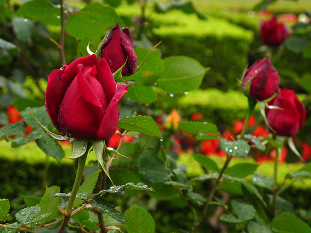 薔薇の雫☆旧古河庭園