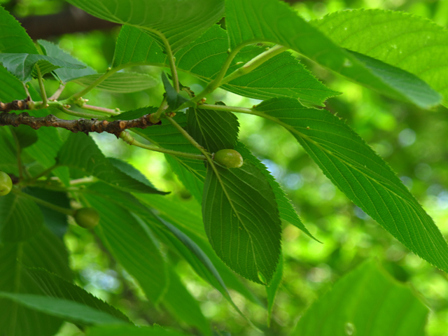 桜の実☆小石川植物園