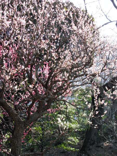 花　梅　小石川後楽園