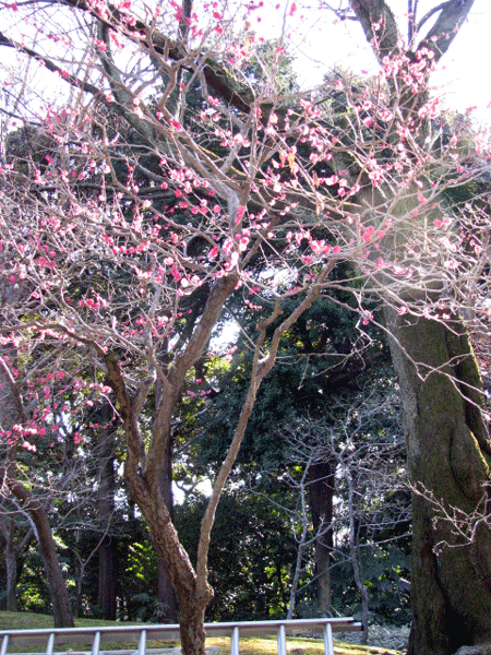 花　紅梅