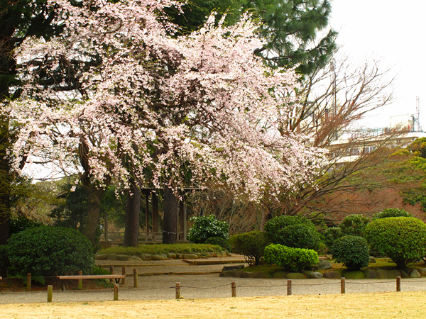 枝垂桜☆旧古河庭園