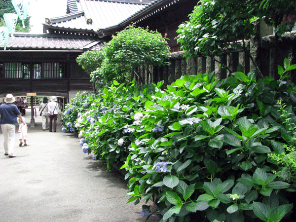 あじさいめぐり白山神社☆文京区白山