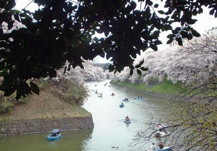 千鳥ケ淵桜２.jpg