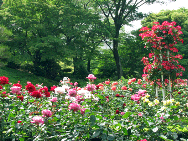 旧古河庭園　薔薇☆北区西ヶ原