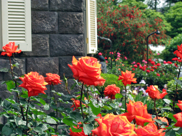 旧古河庭園　薔薇☆北区西ヶ原