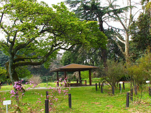 春景色☆小石川植物園