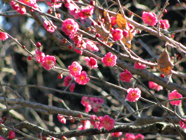 花　紅梅　