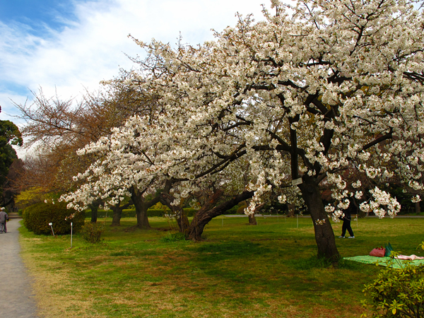 桜☆小石川植物園