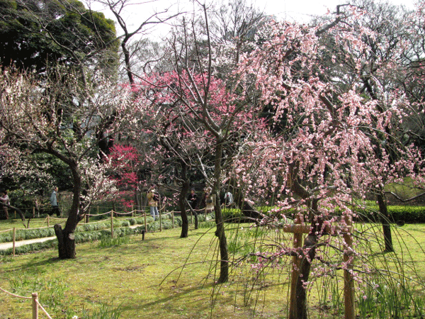 花　梅　小石川後楽園