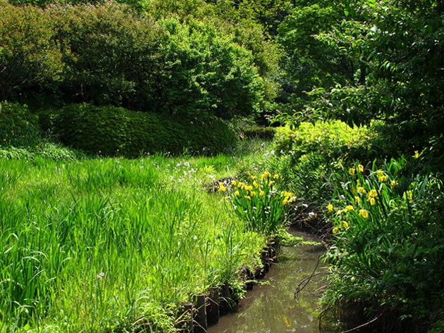 キショウブ☆小石川植物園