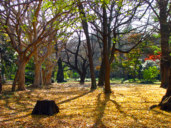 秋の小石川植物園