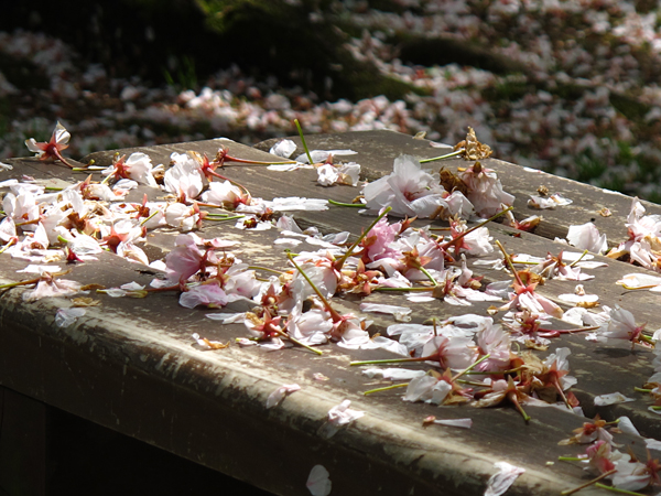桜☆小石川植物園