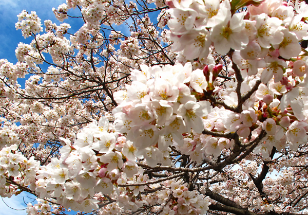 桜☆小石川植物園