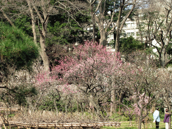 花　梅　小石川後楽園