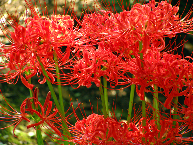 曼珠沙華彼岸花☆旧古河庭園