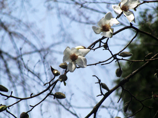 こぶしの花