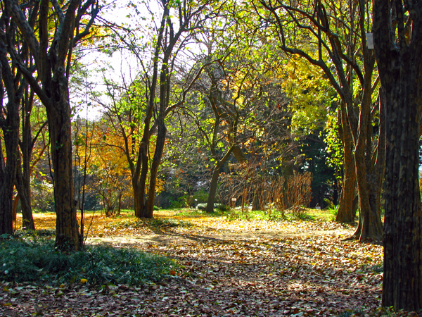 秋の小石川植物園