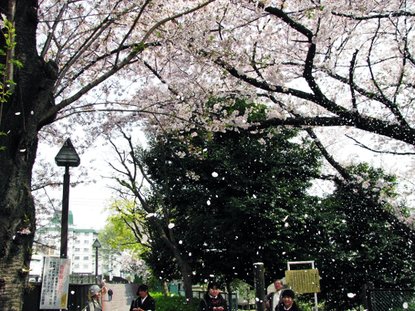 桜めぐり☆桜吹雪北区自然観察路