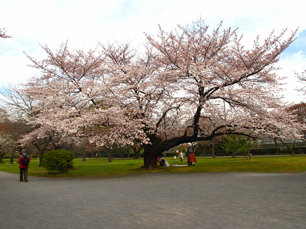 桜☆小石川植物園