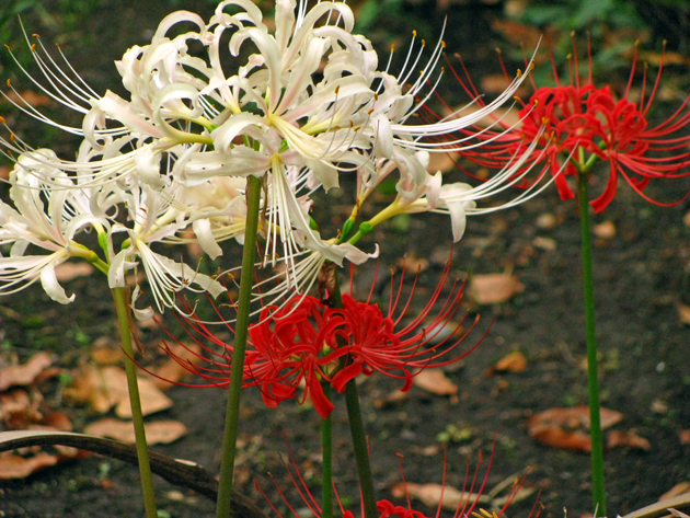 曼珠沙華彼岸花☆向島百花園