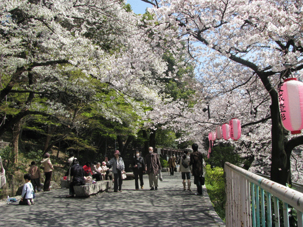 江戸川橋公園　桜