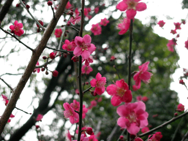 花　梅　小石川後楽園